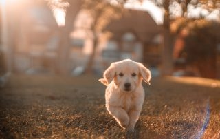 dog treats made in america the american list