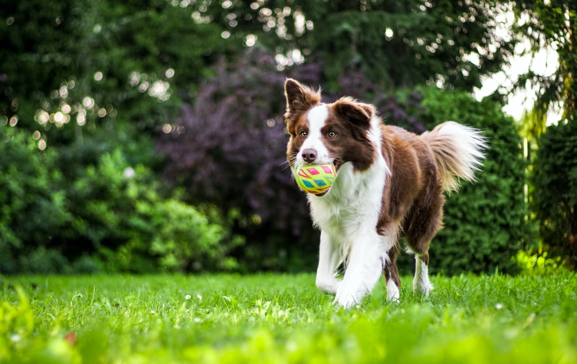 Gifts for best sale collie dog lovers